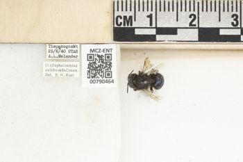 Media type: image;   Entomology 790464 Aspect: Labels